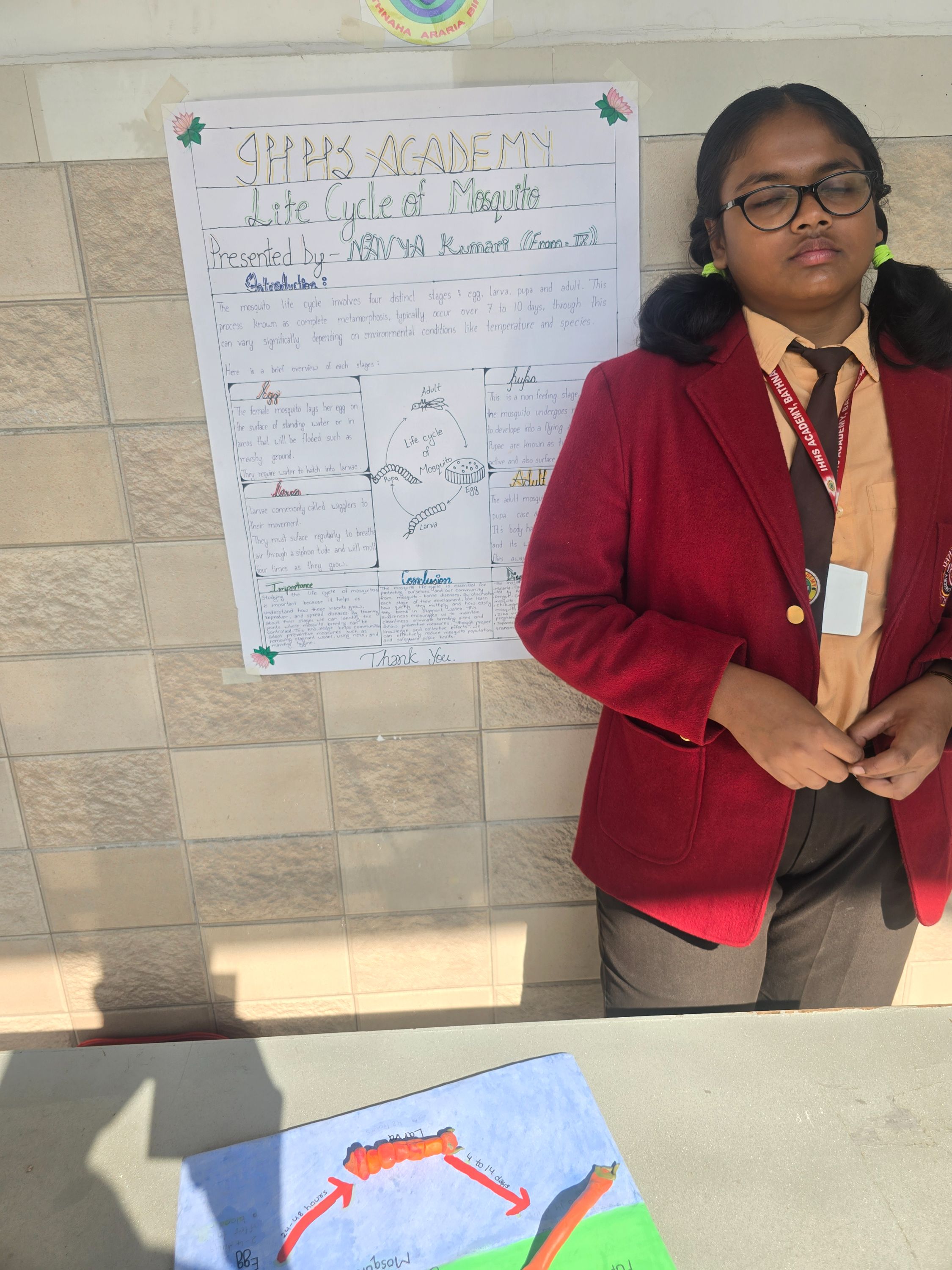 Lite cycle of mosquito